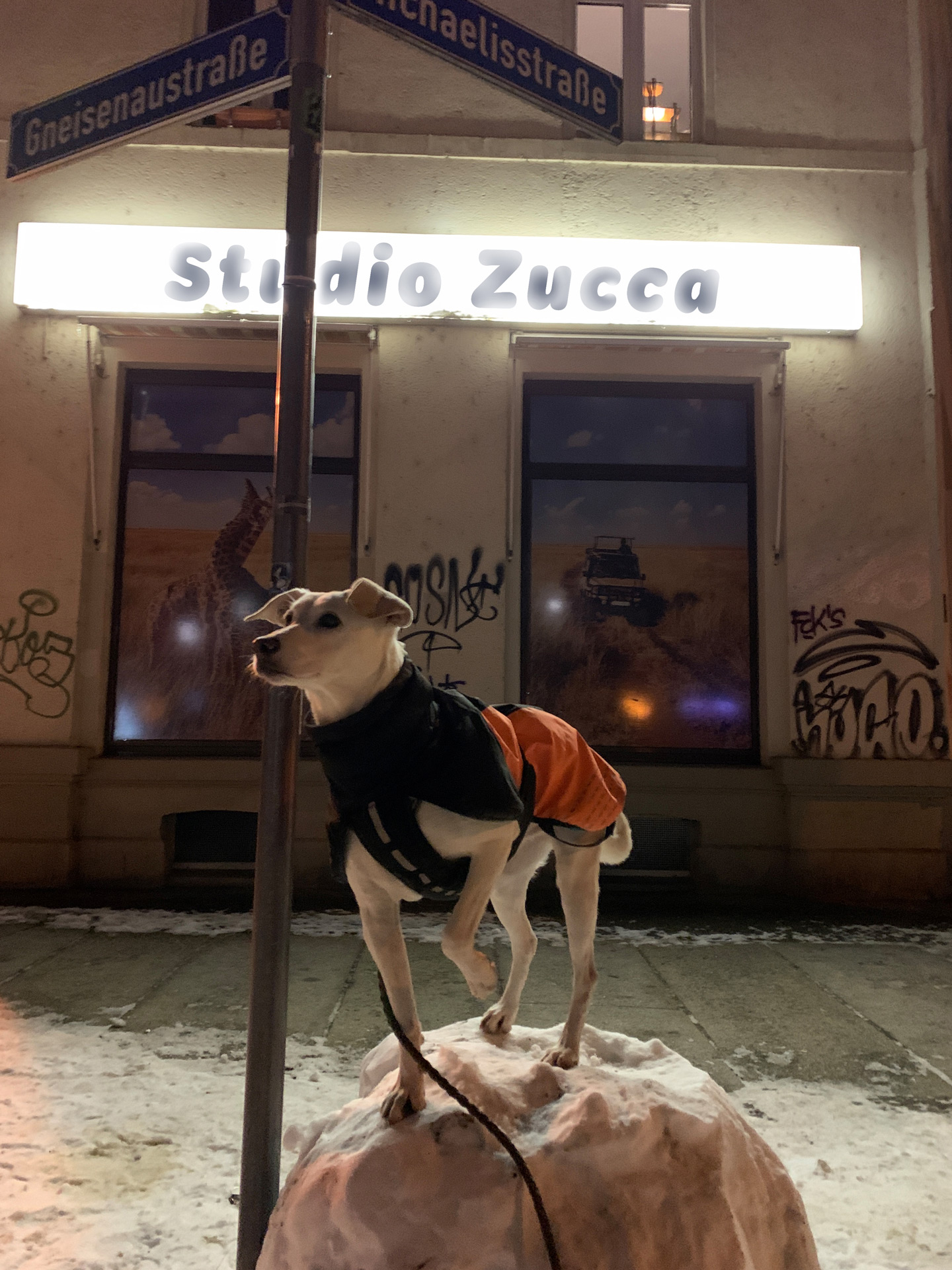 Namensgeber von Studio Zucca: Unser Hund Zucker